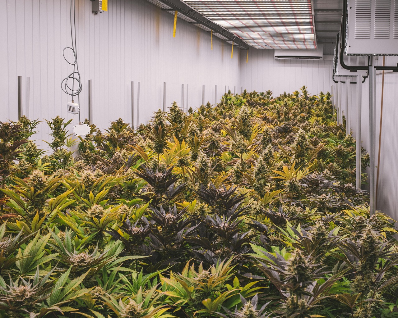 découvrez tout sur le cannabis : ses usages, ses effets, la législation en france et des conseils pour une consommation responsable.