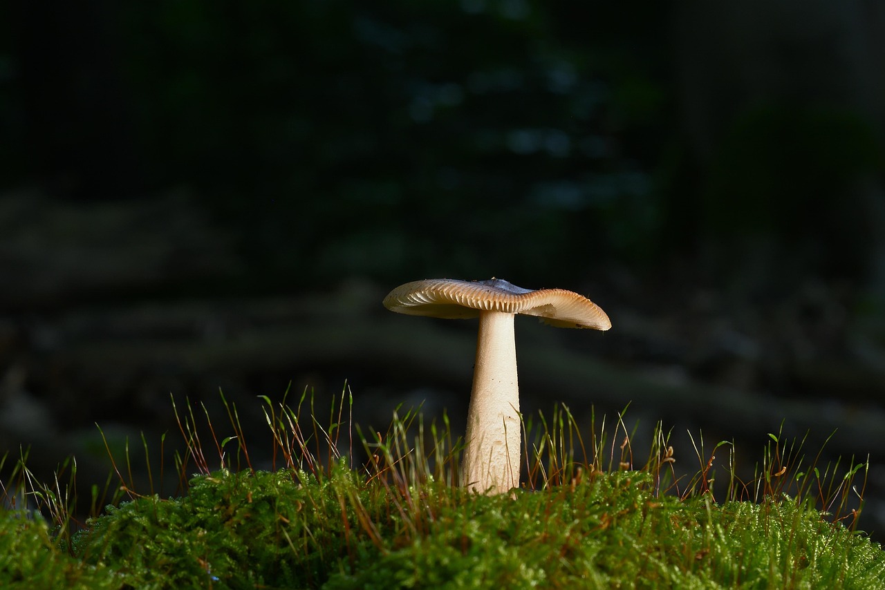 découvrez tout sur les forêts : leur biodiversité, leurs rôles essentiels pour l’environnement, et comment les préserver pour les générations futures.