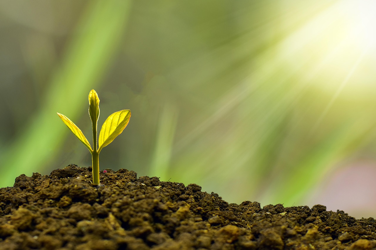 découvrez l'importance de la sustainability : principes, enjeux et solutions pour un avenir respectueux de l'environnement et des générations futures.