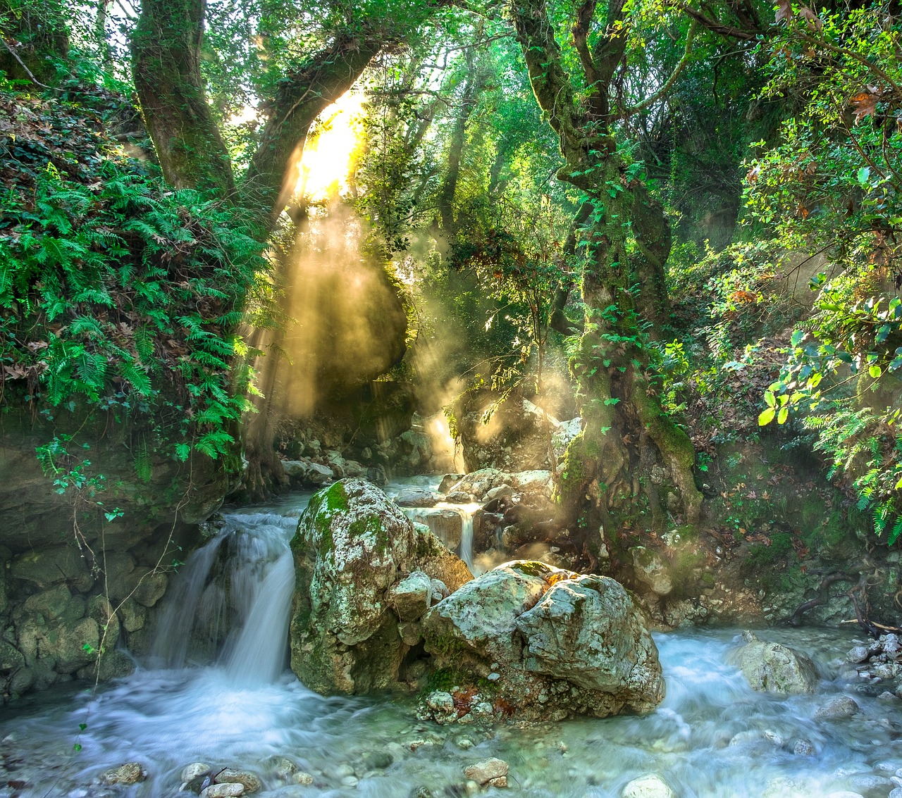 découvrez l'importance des forêts tropicales : leur biodiversité exceptionnelle, leur rôle crucial dans la régulation du climat et les défis liés à leur préservation à travers le monde.