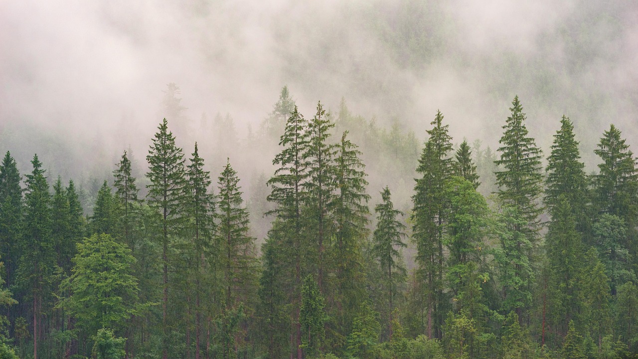 Les paradoxes des forêts : quand la libération de CO₂ dépasse la capture