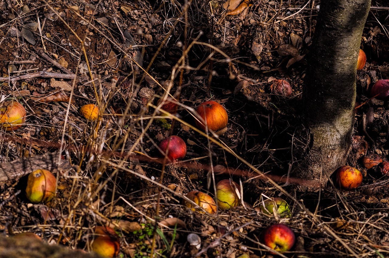 découvrez les bases du compostage, une méthode écologique pour transformer vos déchets organiques en engrais naturel. apprenez comment commencer, ses avantages et les astuces pour un compost réussi à la maison.