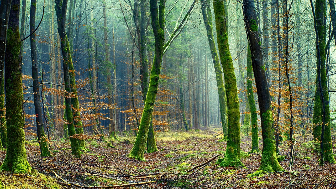 découvrez tout sur les forêts : leur importance pour l'environnement, la biodiversité qu'elles abritent et les actions pour protéger ces écosystèmes essentiels à notre planète.