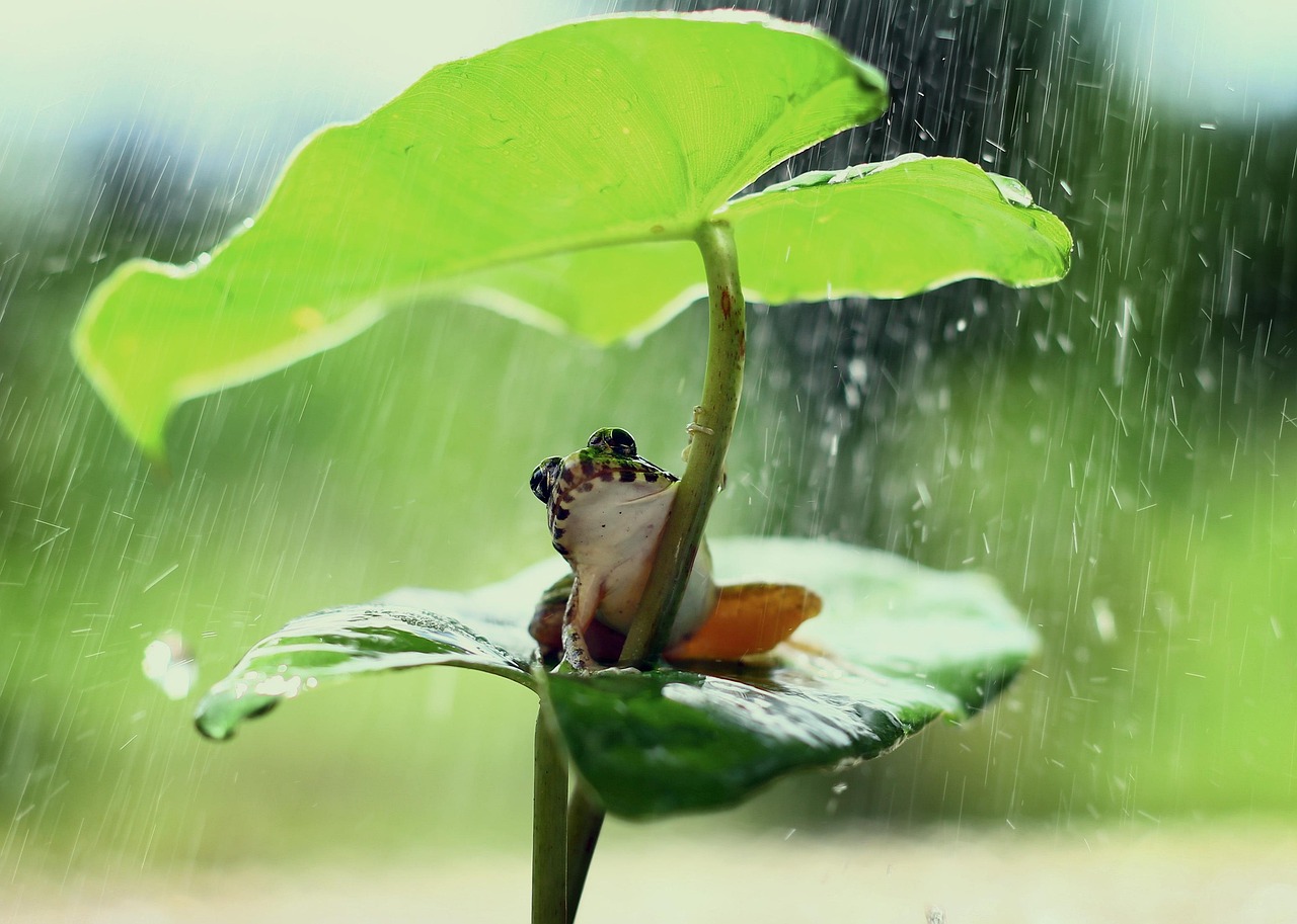 découvrez l'importance des forêts tropicales, leur biodiversité exceptionnelle et leur rôle essentiel dans la régulation du climat mondial. explorez les menaces qui pèsent sur ces écosystèmes uniques et les solutions pour leur préservation.