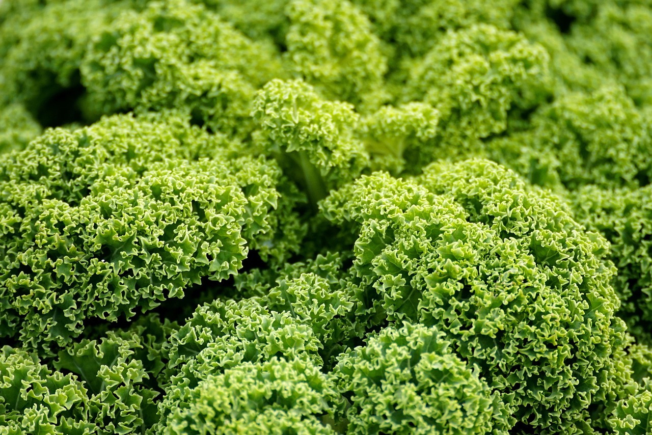 d&eacute;couvrez les derni&egrave;res innovations et conseils en agriculture pour optimiser vos cultures et pratiques agricoles.