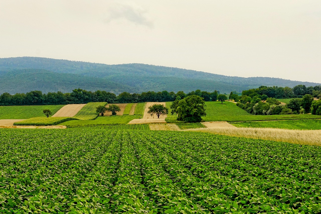 d&eacute;couvrez les m&eacute;thodes, innovations et bonnes pratiques en agriculture pour optimiser la production durable et respectueuse de l'environnement.