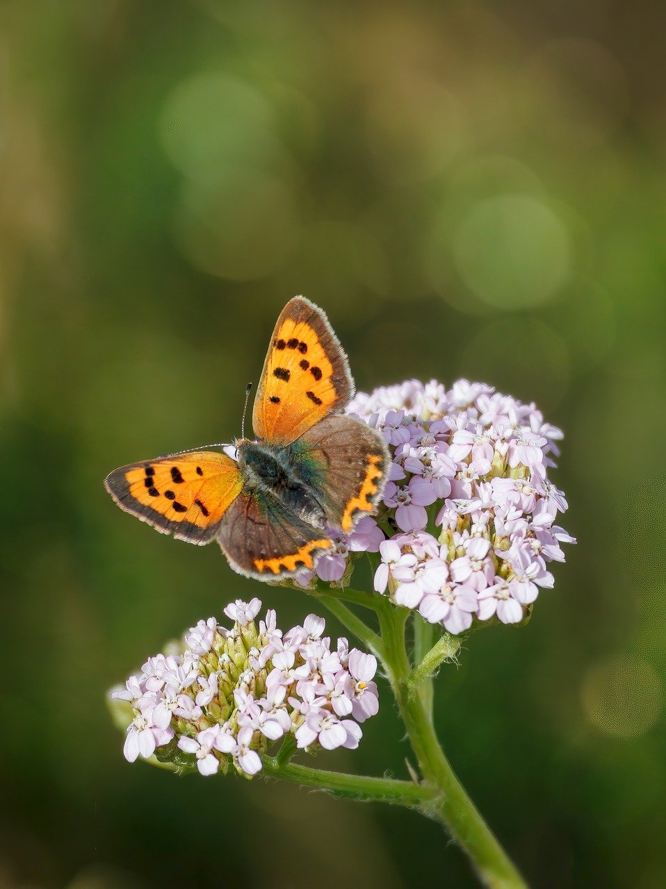 d&eacute;couvrez les catalyseurs nanostructur&eacute;s en cuivre, une technologie innovante pour am&eacute;liorer l'efficacit&eacute; des r&eacute;actions chimiques gr&acirc;ce &agrave; une surface optimis&eacute;e &agrave; l'&eacute;chelle nanom&eacute;trique.