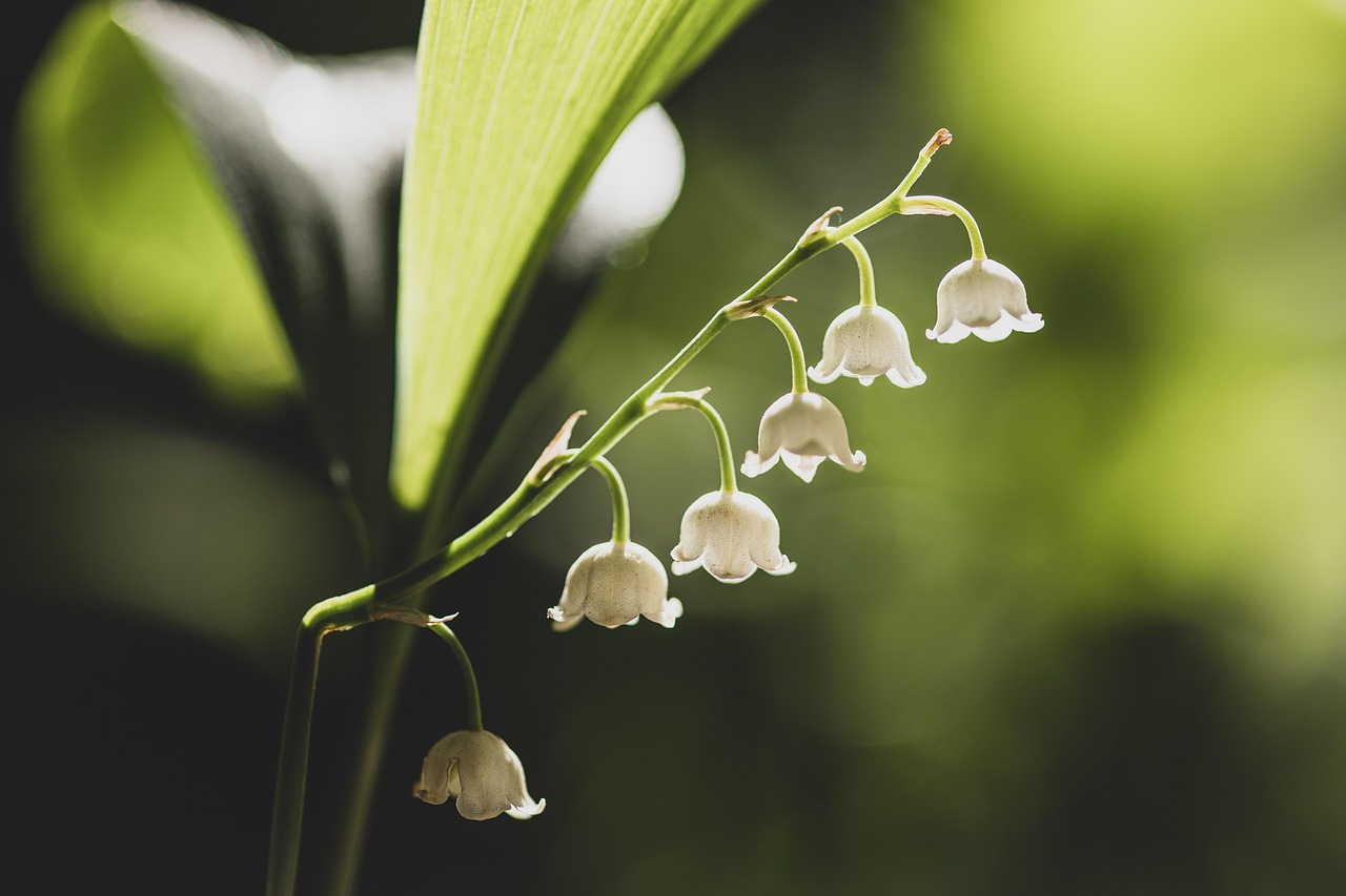 d&eacute;couvrez le muguet, une fleur d&eacute;licate symbolisant le bonheur et le renouveau, appr&eacute;ci&eacute;e pour son parfum subtil et ses clochettes blanches charmantes.
