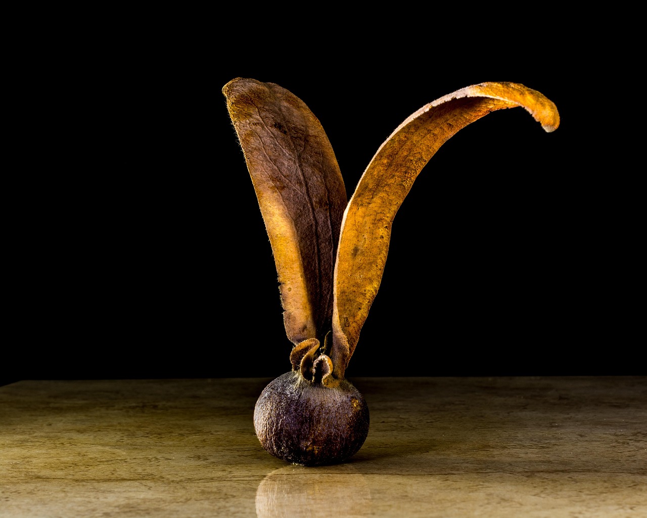 d&eacute;couvrez les &eacute;tapes essentielles de la germination des graines pour r&eacute;ussir la croissance de vos plantes d&egrave;s le d&eacute;part.