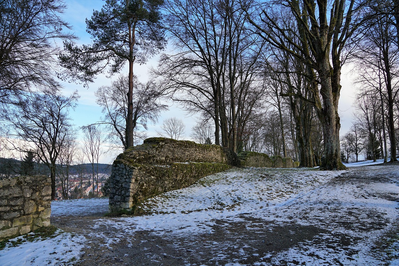 d&eacute;couvrez l'importance de la protection des for&ecirc;ts anciennes, v&eacute;ritables tr&eacute;sors de biodiversit&eacute; et t&eacute;moins du pass&eacute; naturel de notre plan&egrave;te.