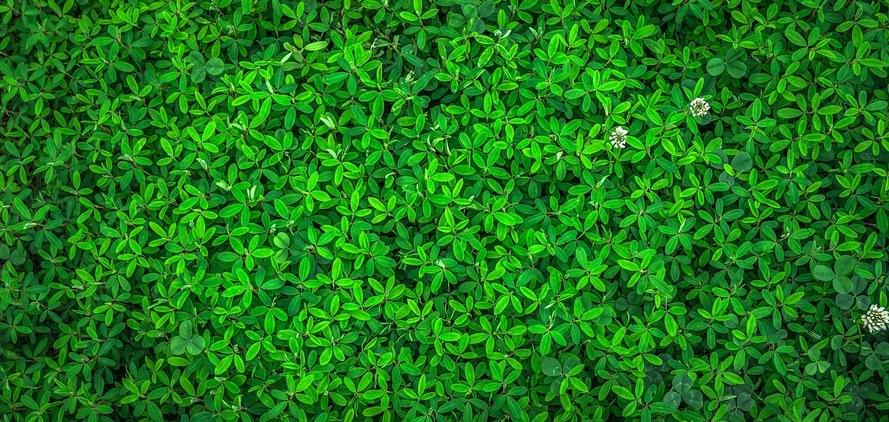 isolation thermique &eacute;cologique pour un confort durable et une r&eacute;duction de l'empreinte environnementale.