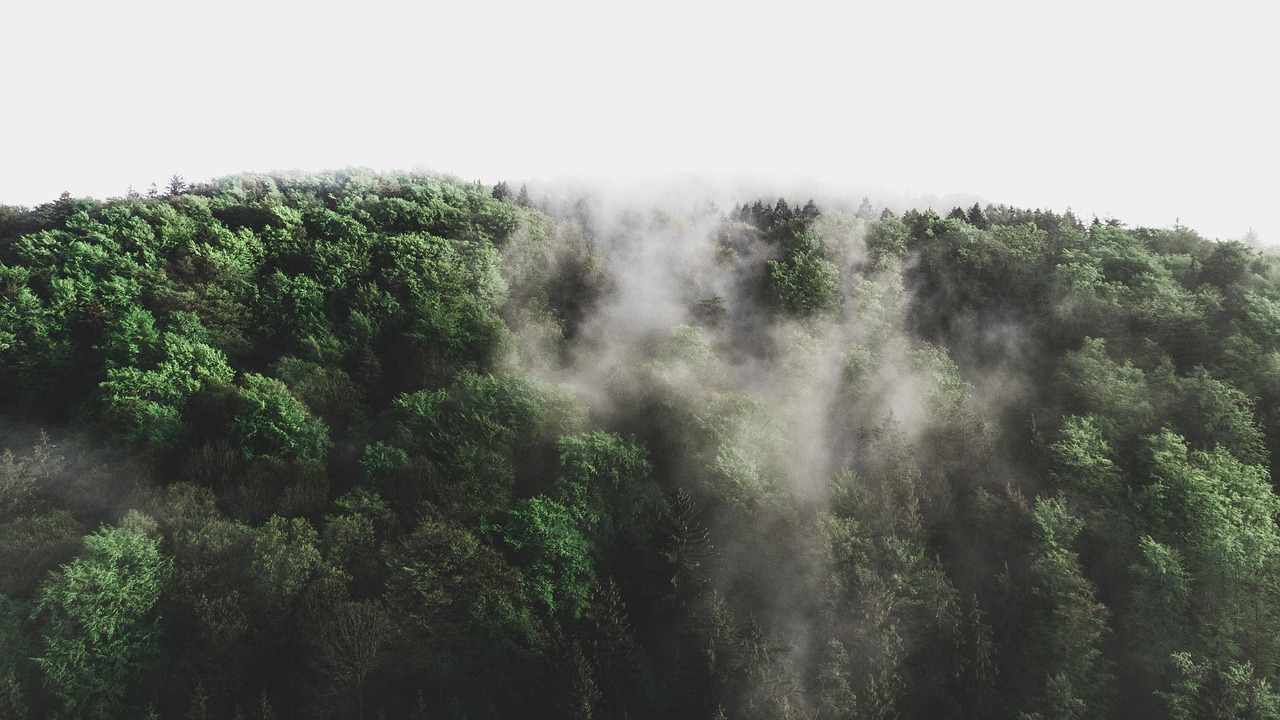 d&eacute;couvrez tout sur l'environnement, ses enjeux, la protection de la nature et les actions durables pour pr&eacute;server notre plan&egrave;te.