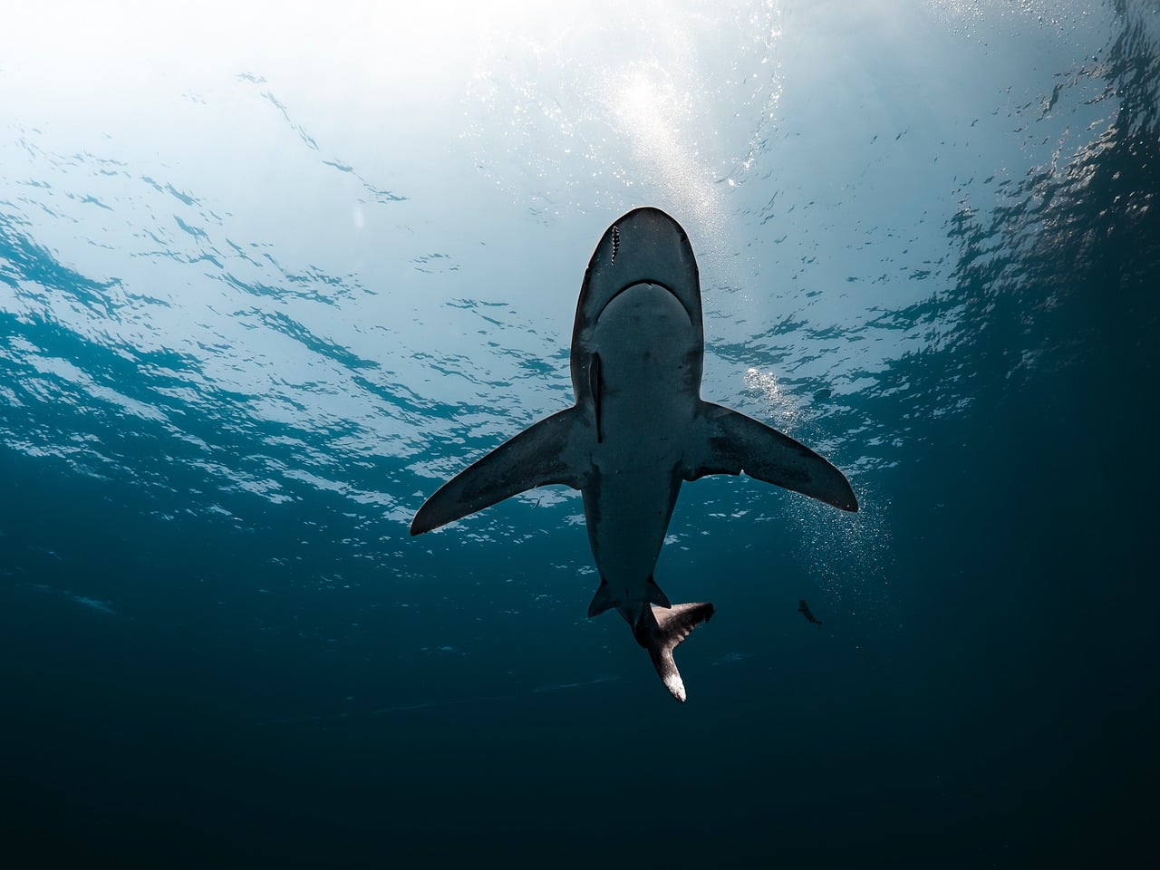 d&eacute;couvrez la beaut&eacute; et la diversit&eacute; des oc&eacute;ans, des vastes &eacute;tendues marines qui abritent une incroyable biodiversit&eacute; et jouent un r&ocirc;le crucial dans l'&eacute;quilibre de notre plan&egrave;te.