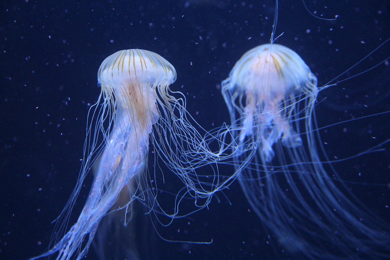d&eacute;couvrez la beaut&eacute; et la richesse des oc&eacute;ans, leurs &eacute;cosyst&egrave;mes uniques, et leur importance cruciale pour la vie sur terre.