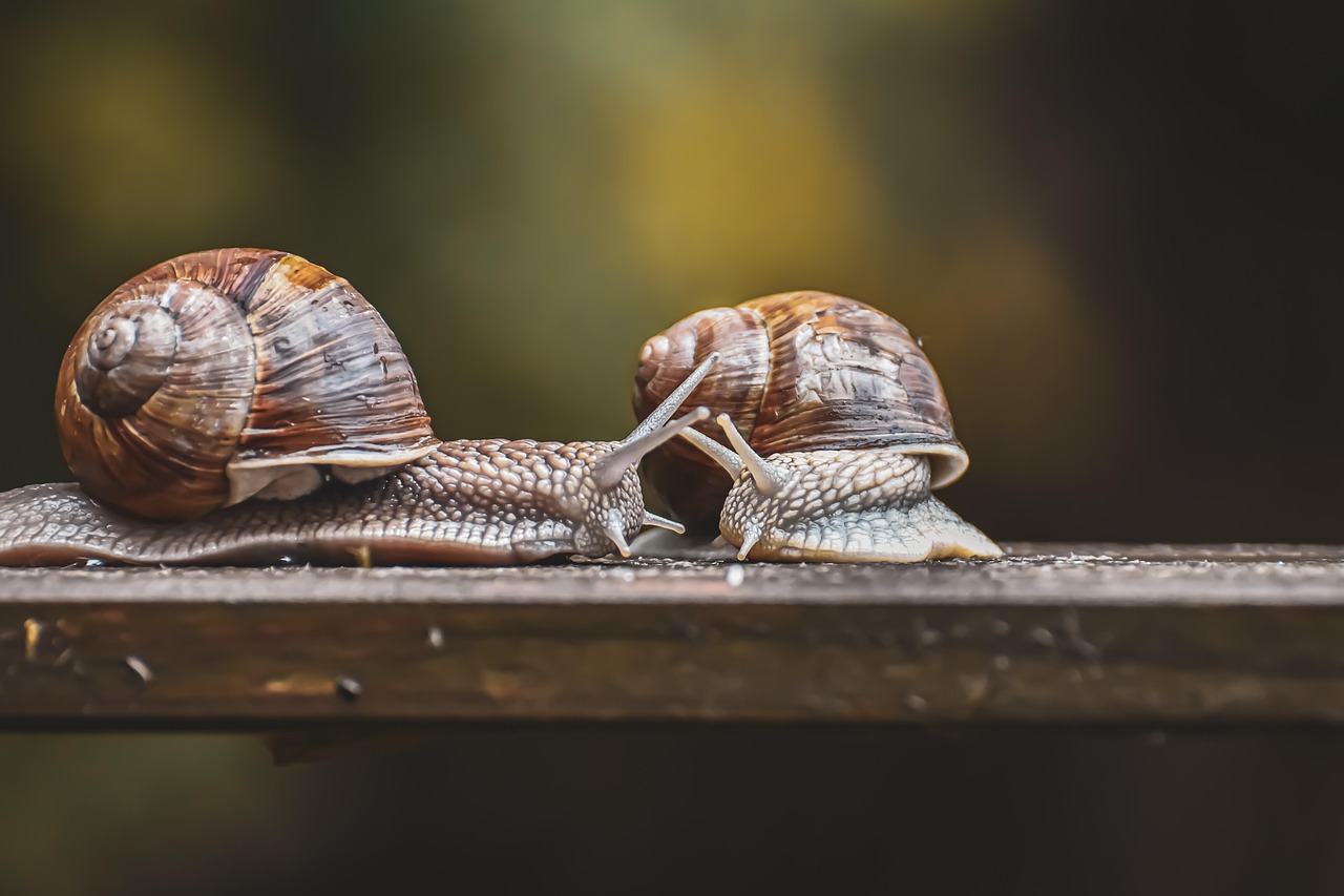découvrez le concept des slow vacations, des vacances lentes et détendues pour profiter pleinement de chaque instant, loin du stress et de la précipitation.